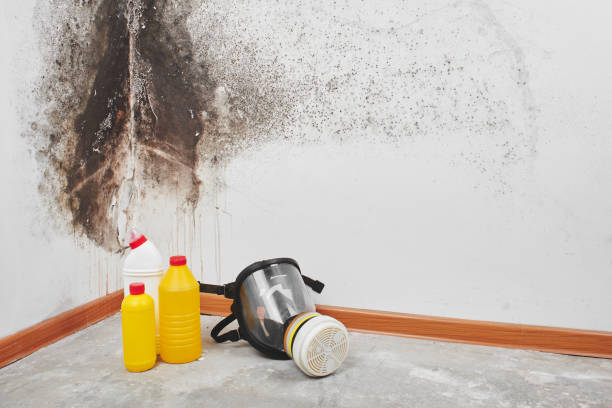  Norwalk, CA Mold Removal Pros