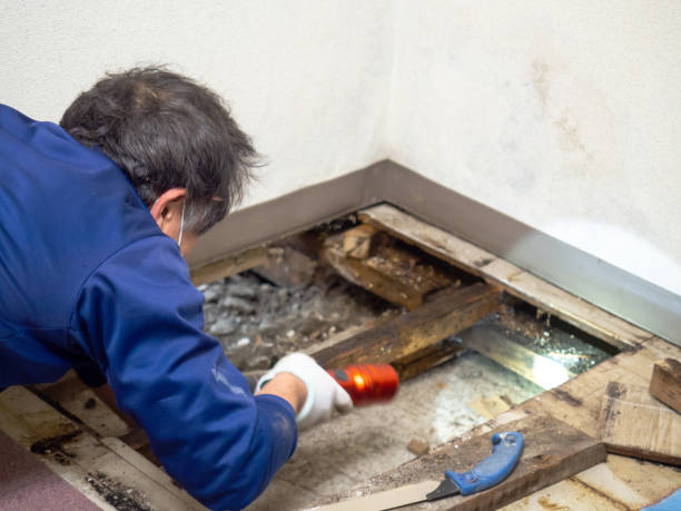 Best Toxic Mold Removal  in Norwalk, CA