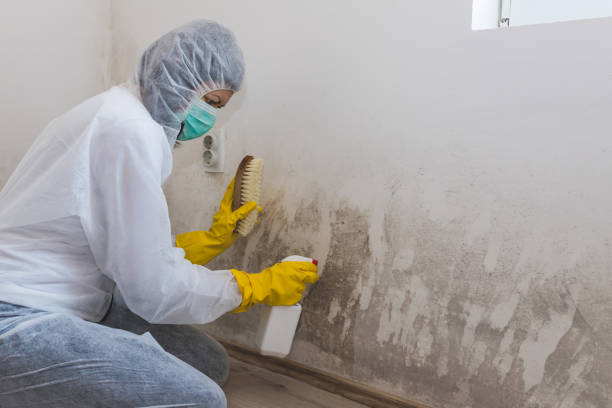 Norwalk, CA Mold Removal Company