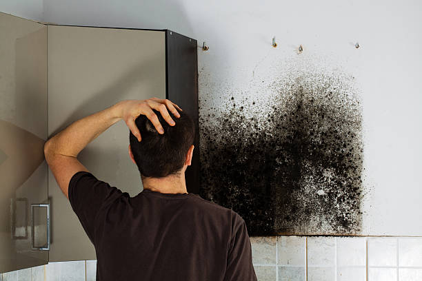 Best Local Mold Removal Service  in Norwalk, CA