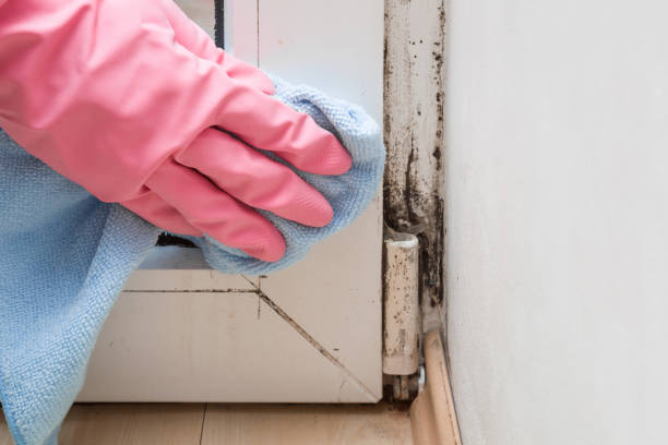 Best Residential Mold Removal  in Norwalk, CA